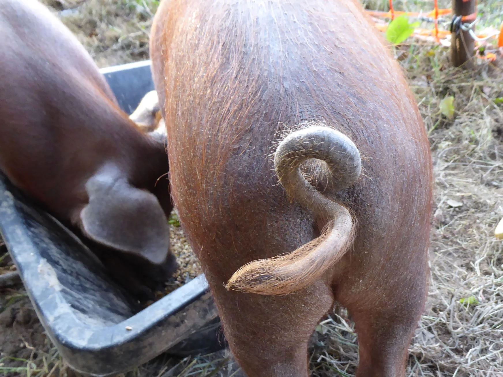 Piggie Wiggies!!