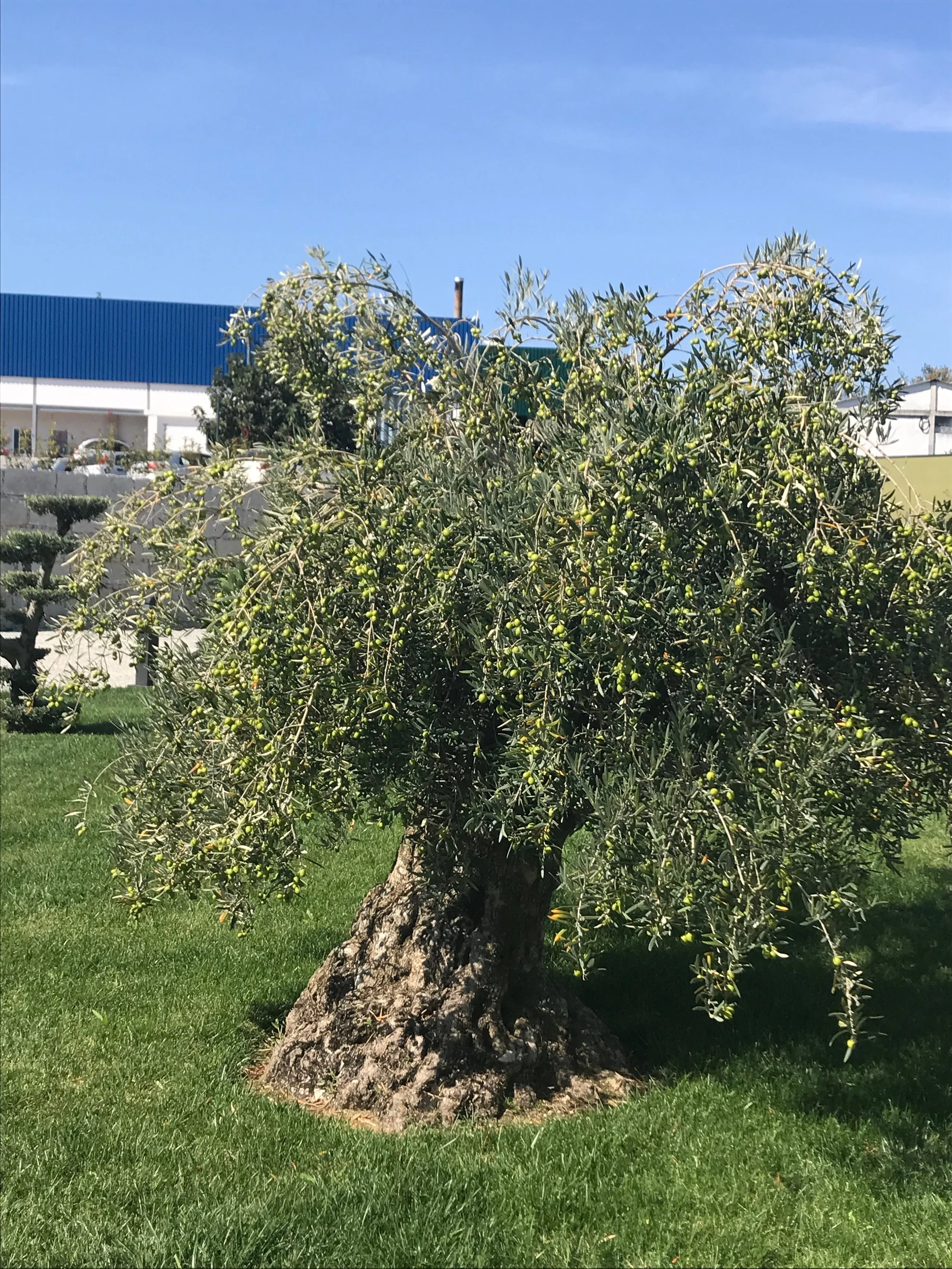 A visit to the Museum of Olive Oil