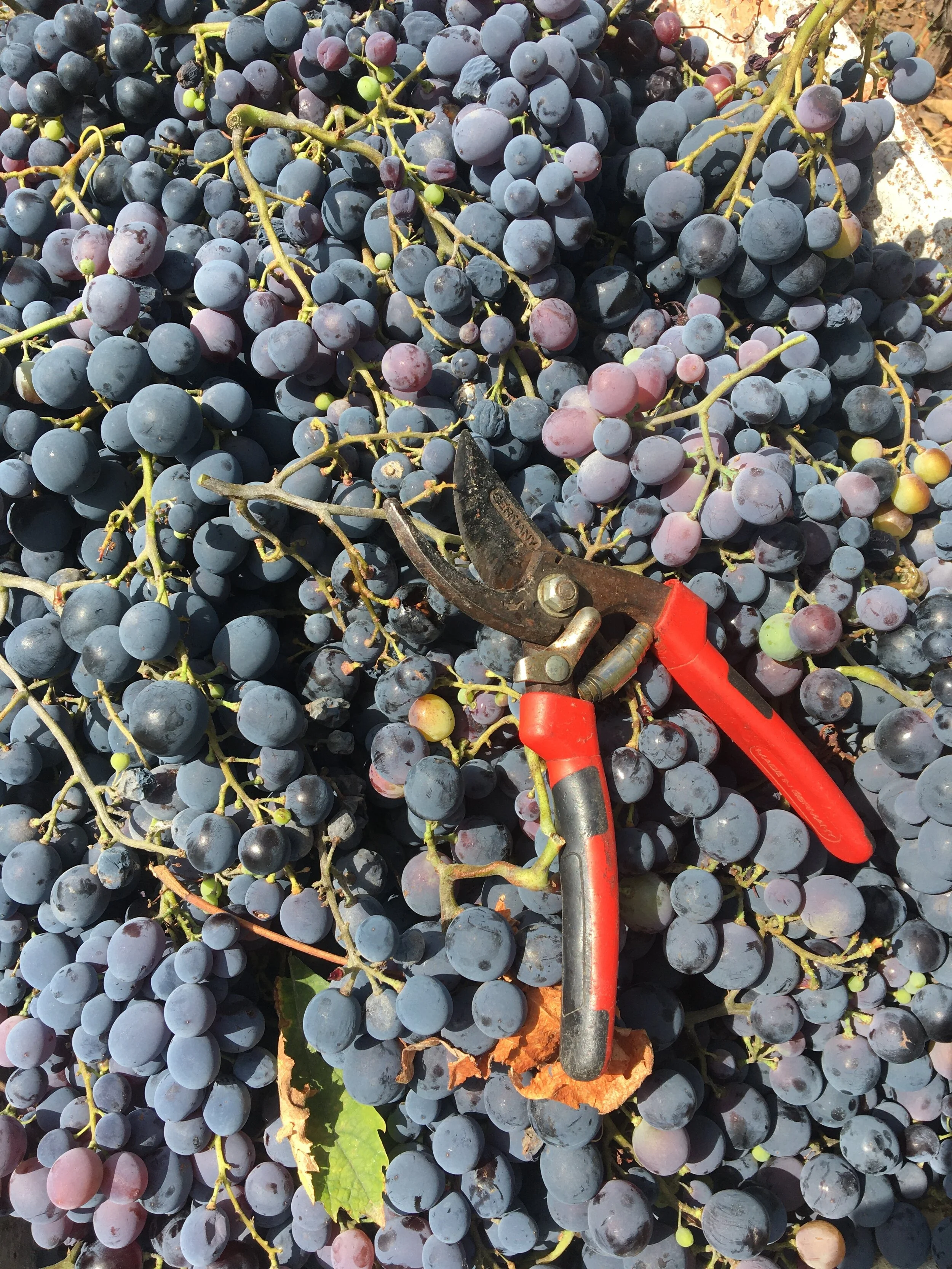 Wine Making at our Quinta