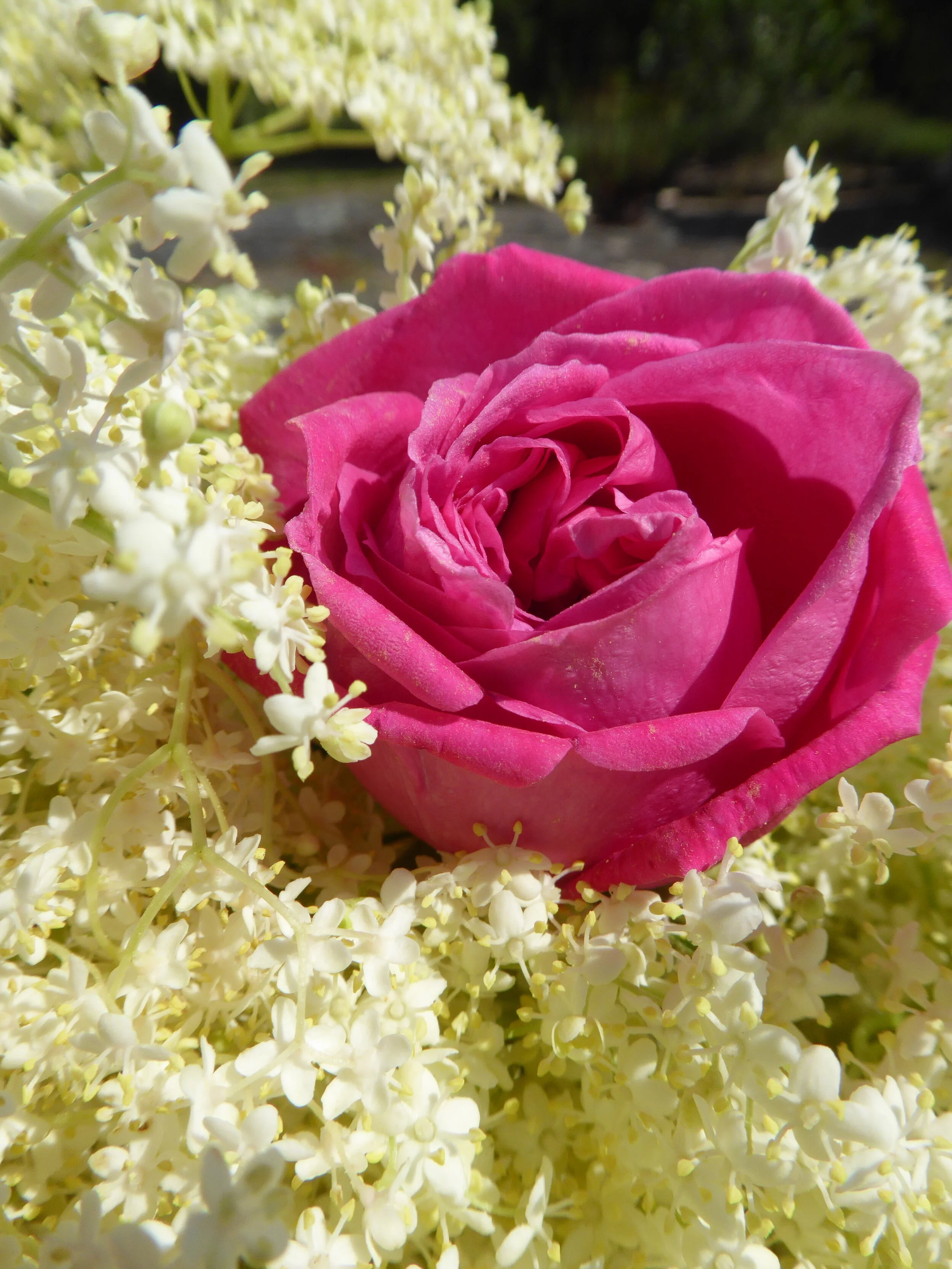 Elderflower &amp; Rose Cordial