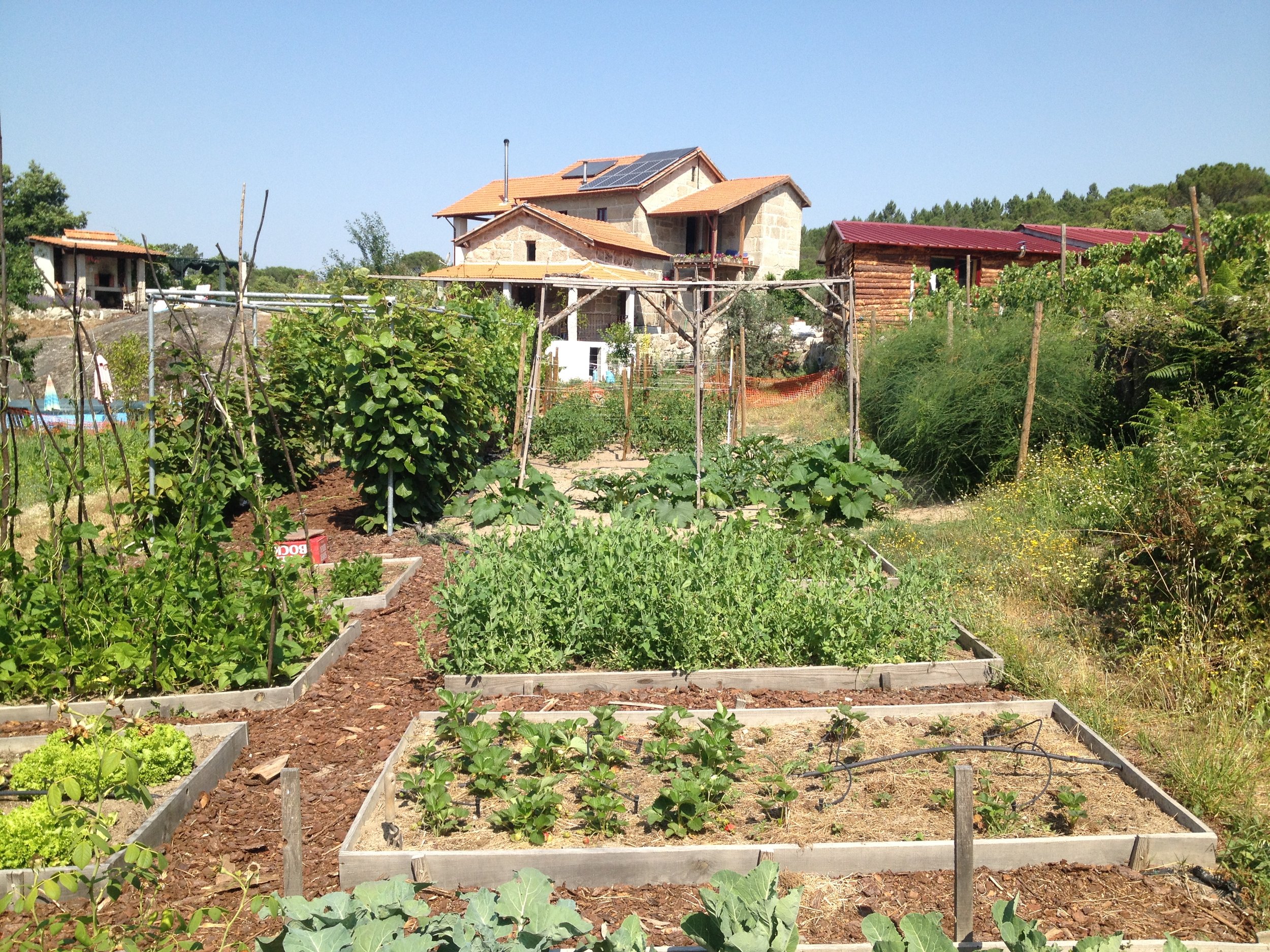 organic veg garden.jpeg