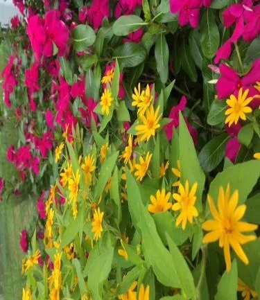 Flowers at the Smithsonian National Zoo