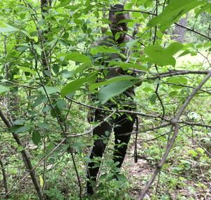 Tree.gif
