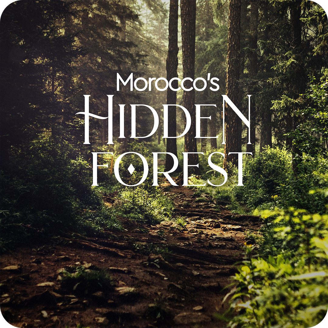 Moroco's Hidden Forest.png