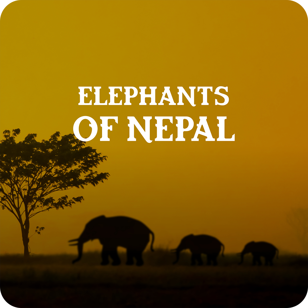 elephants of nepal.png