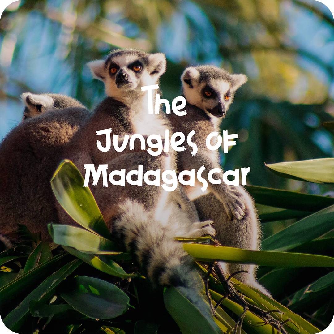 jungles_of_madagascar_cover.png