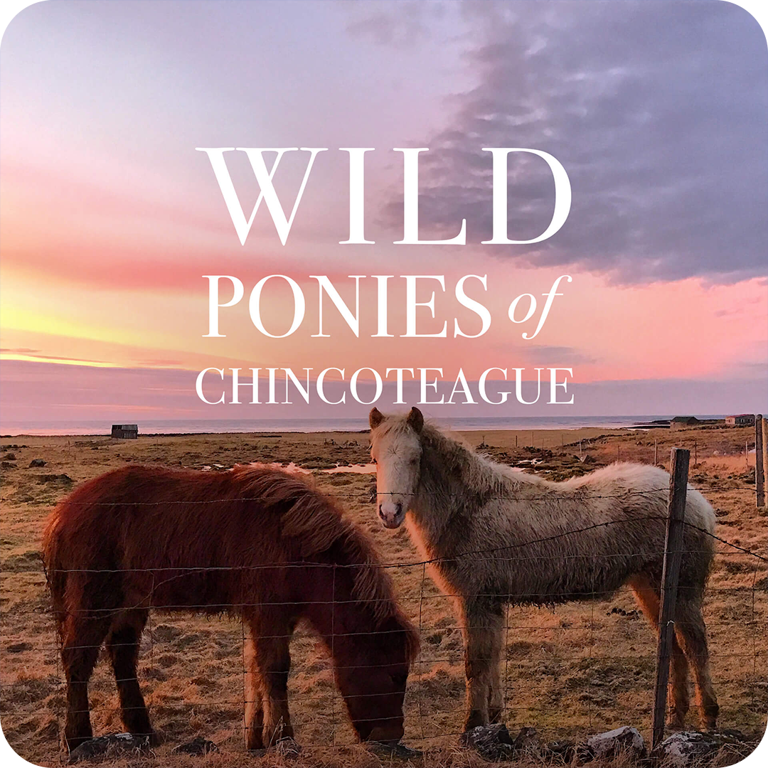 wild_ponies_chincoteague_cover.png