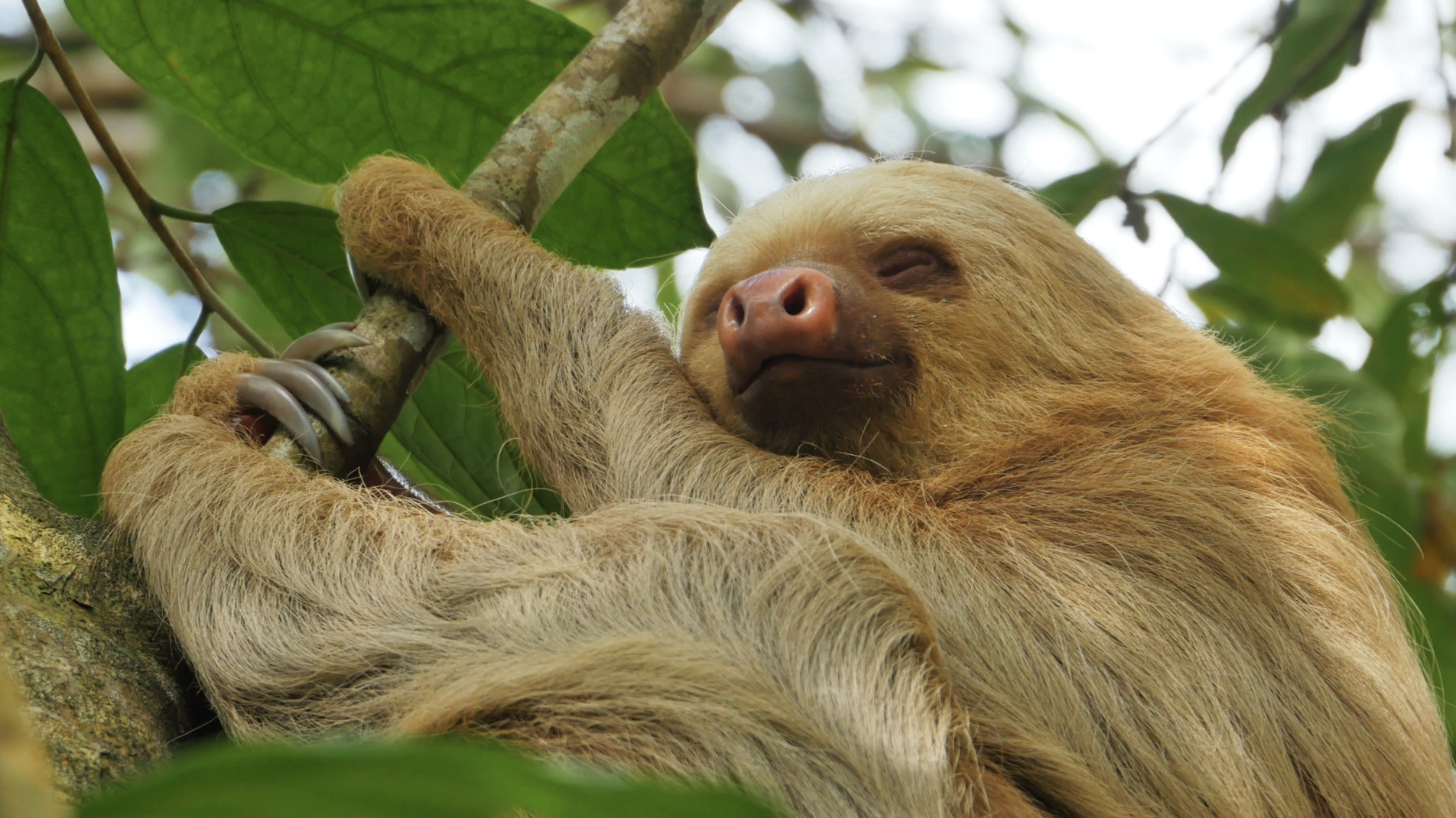 Sloths are the World's Greatest Sleep and Relaxation Ambassadors.