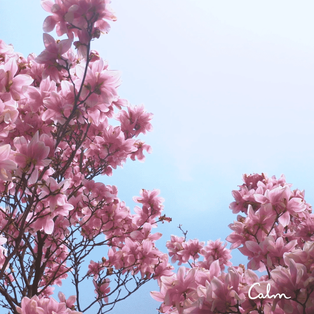 may magnolia.gif