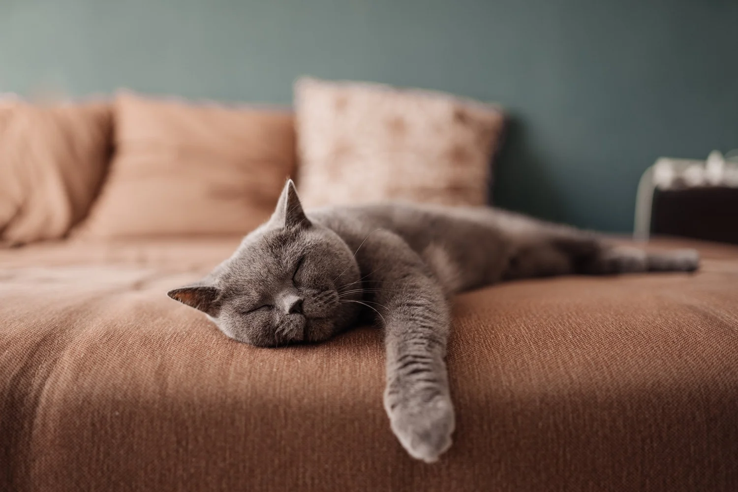 The best time for napping: how long should naps actually last? — Calm Blog