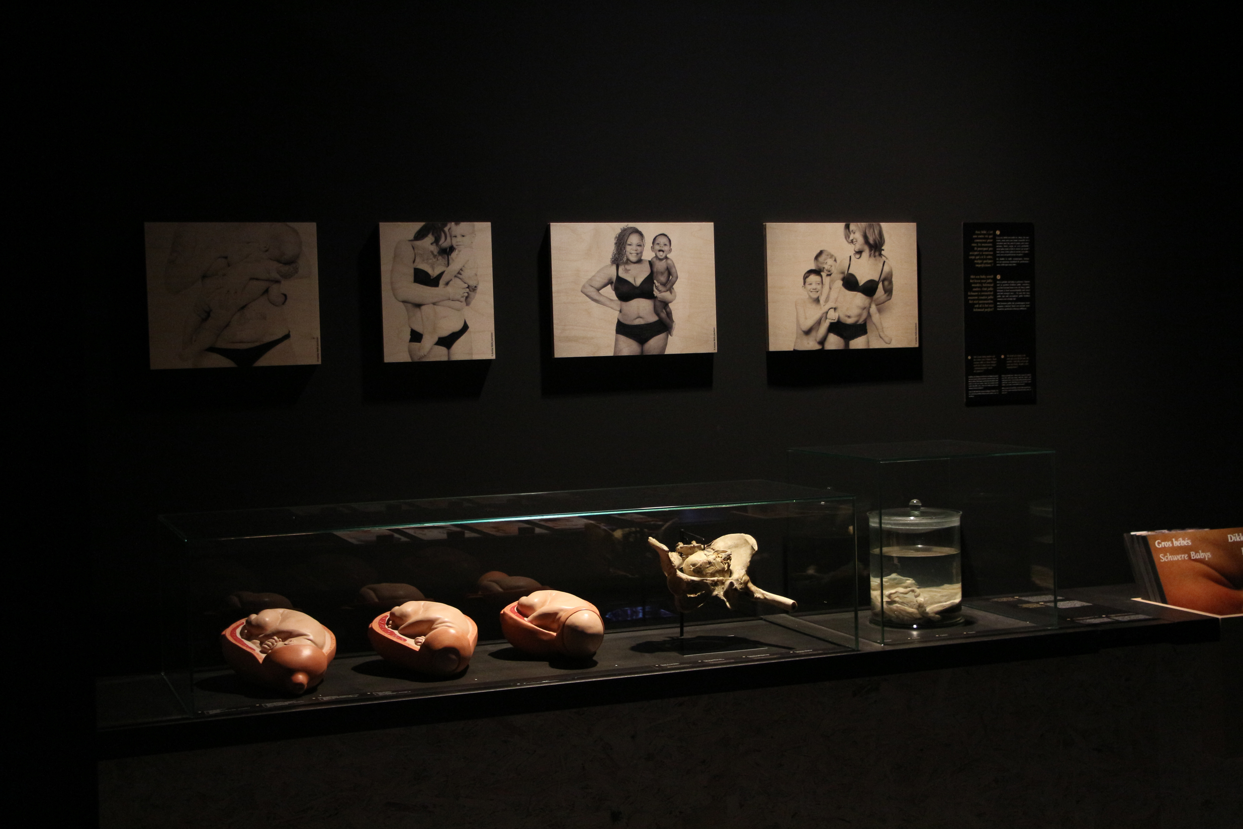 Photographs on permanent exhibit at the Royal Belgian Institute of Natural Sciences.