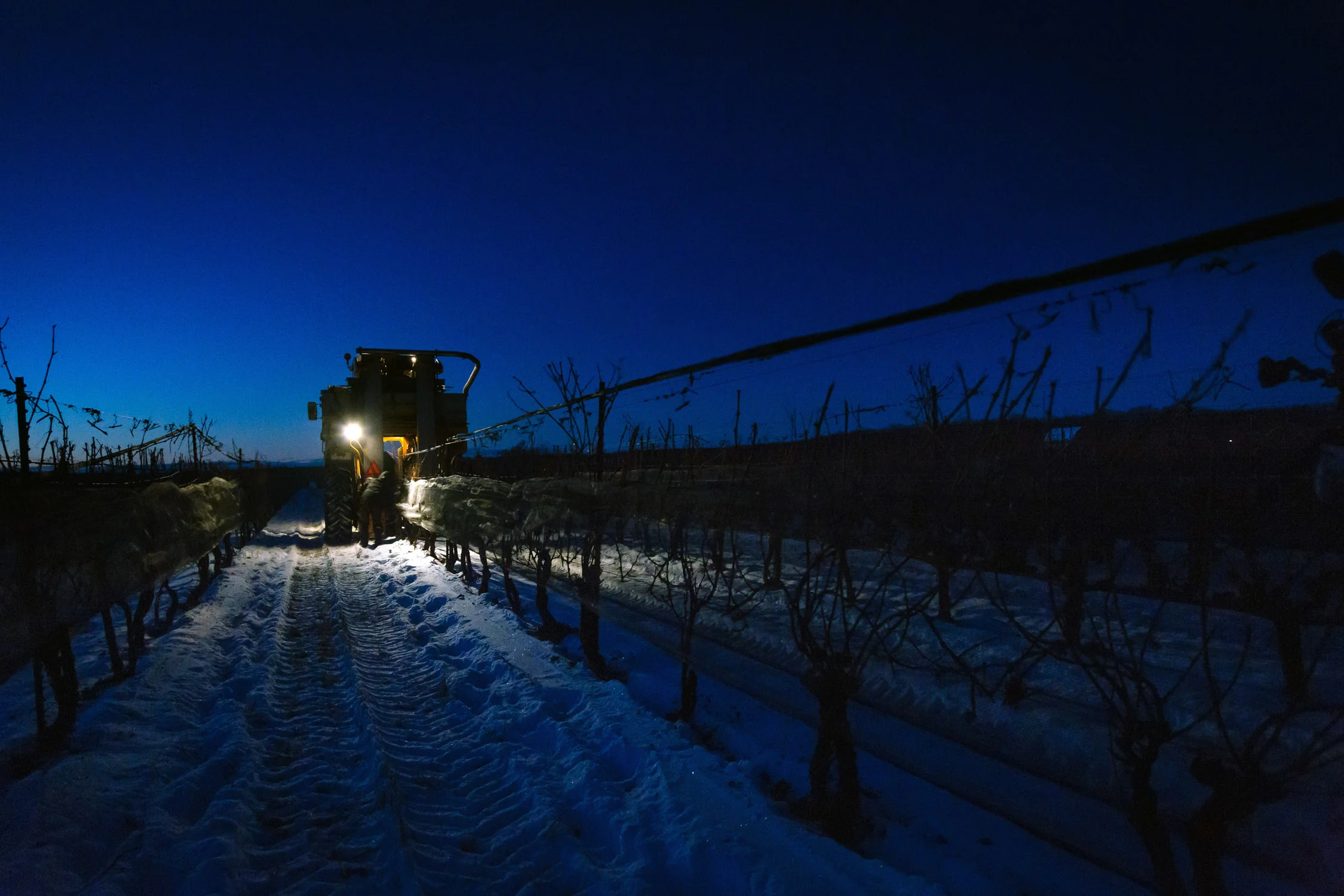 VQA ICEWINE 2017-136.jpg