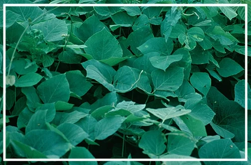 Kudzu Wikimedia Park Service.jpg