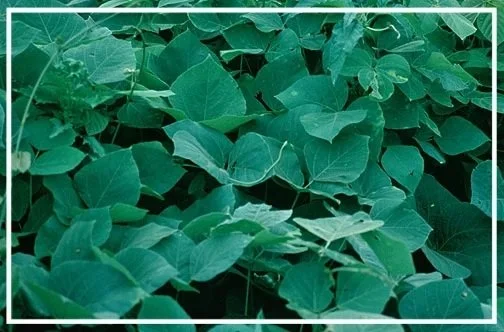 Kudzu Wikimedia Park Service.jpg