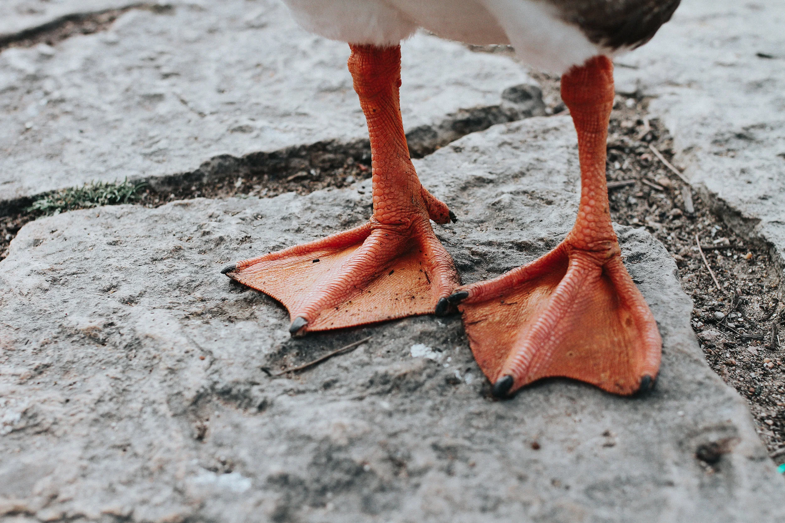 A Day in The Life: Mueller Lake Park