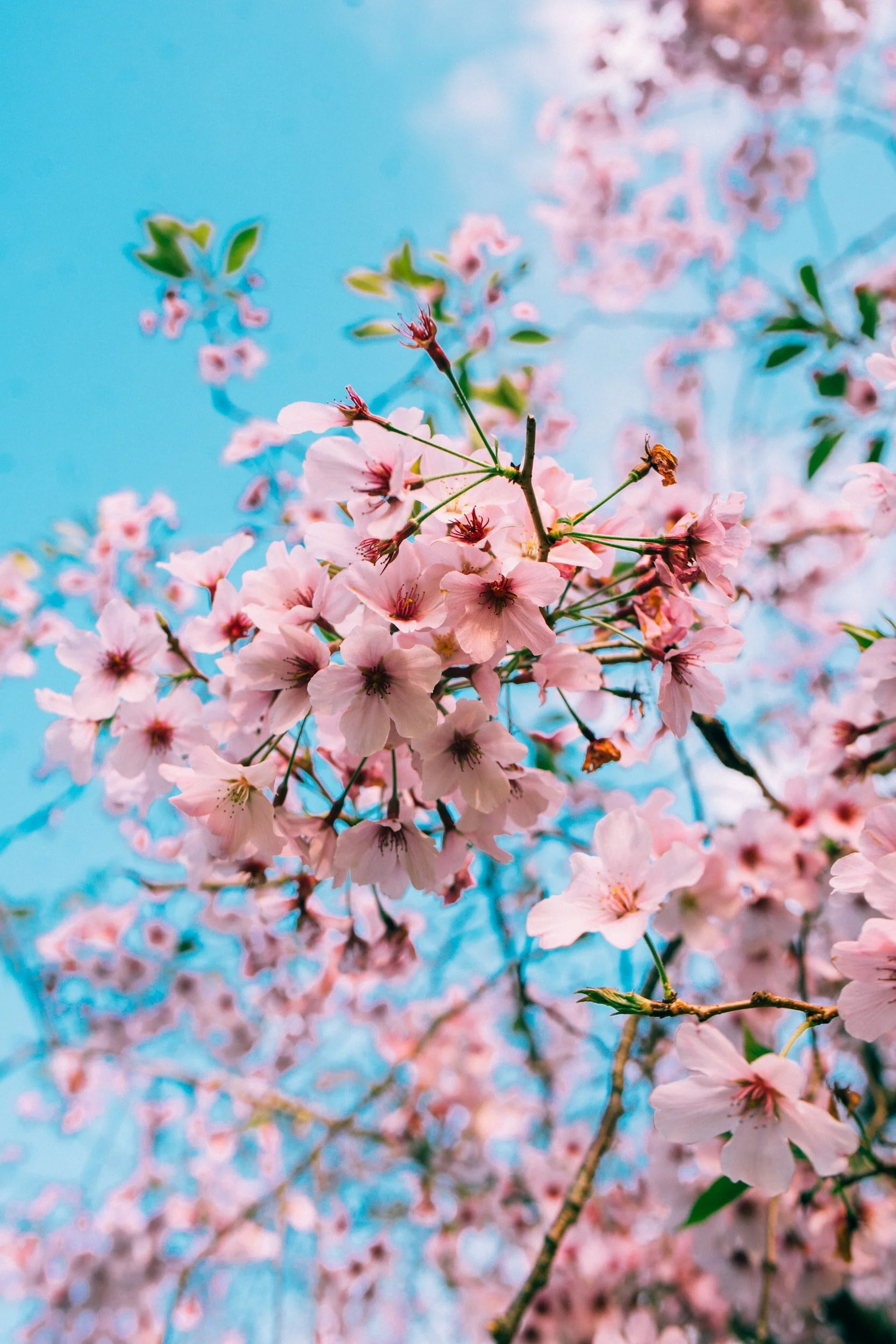 The Last Cherry Blossom