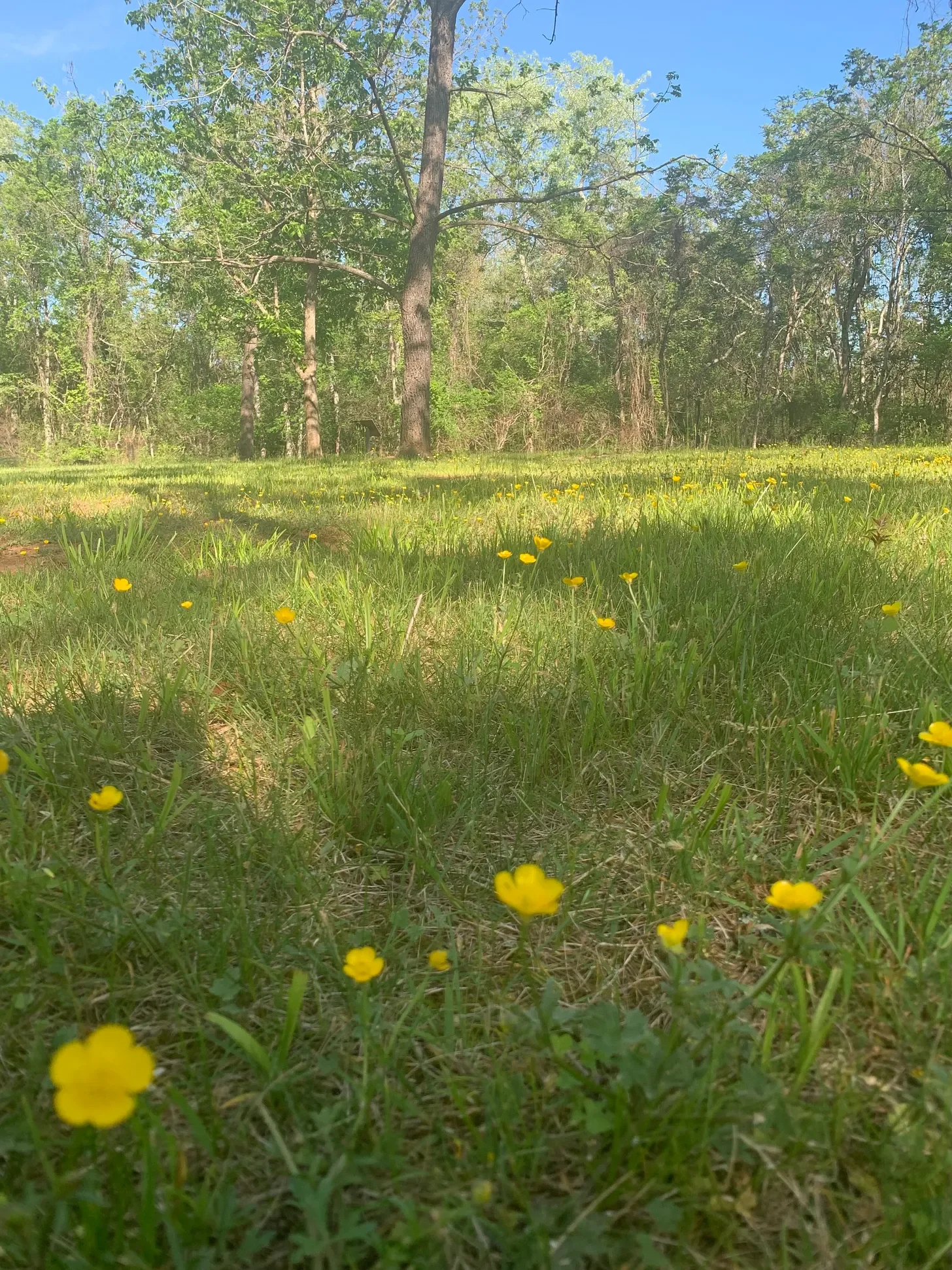 flowers.webp