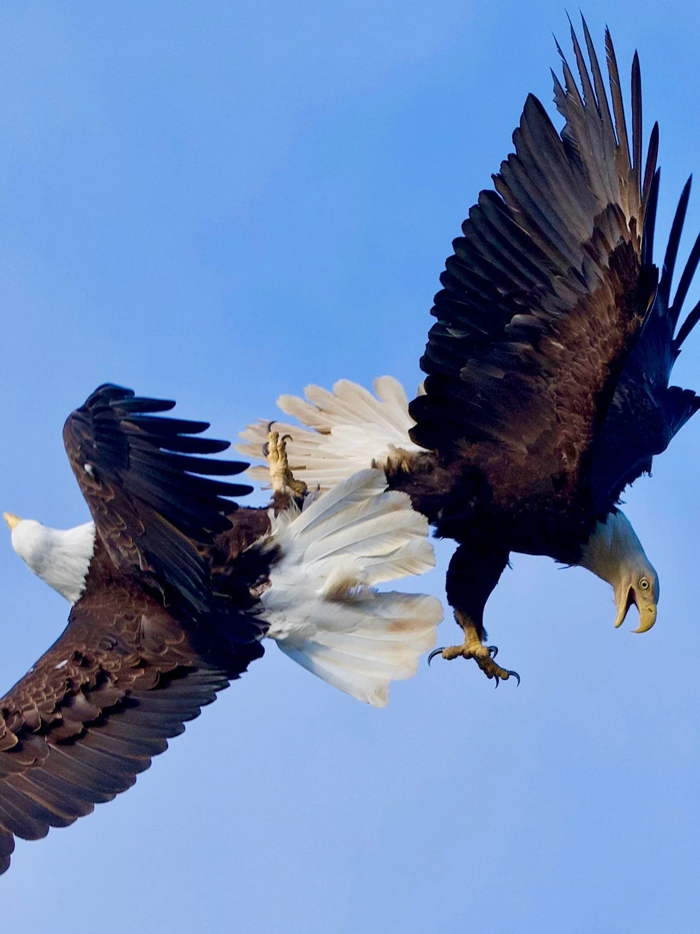 A bald eagle in mid-flight with wings spread, gripping a fish with its talons, against a clear blue sky.