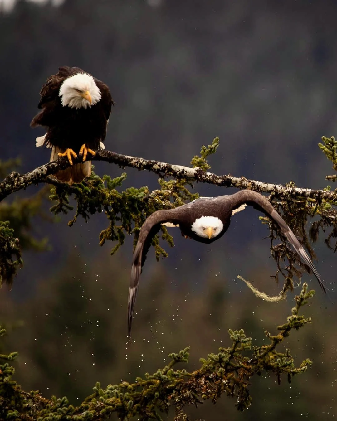 Two bald eagles on a tree branch, one perched and one diving.