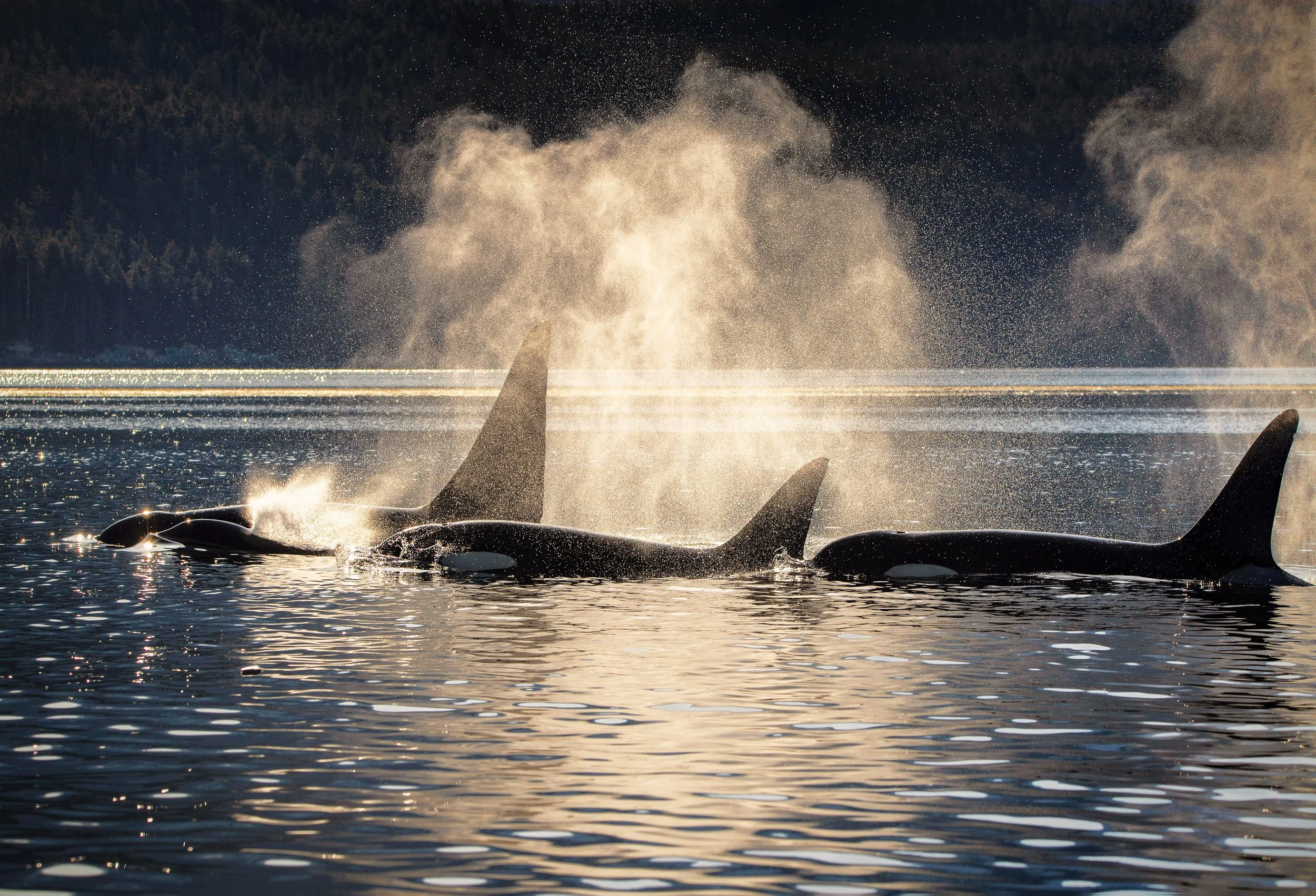 orcas against beautiful sunlit backdrop mary jacquel.JPG