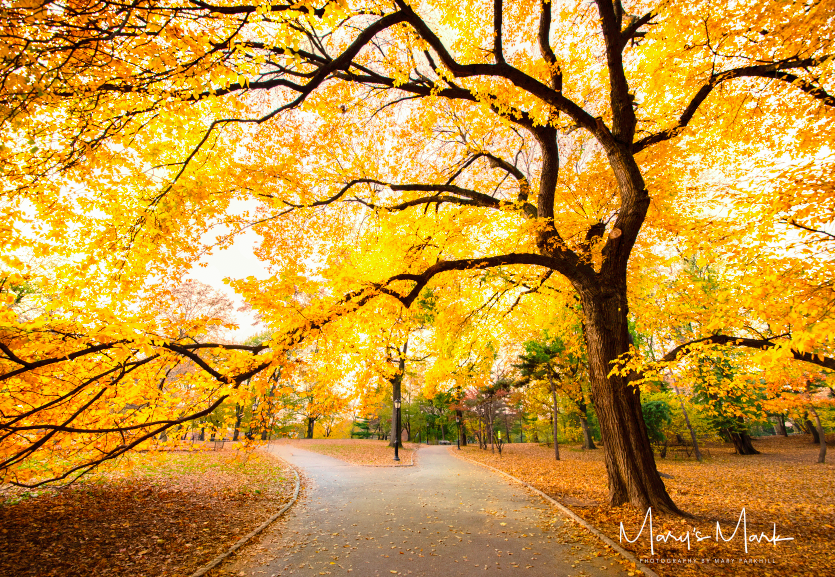 NYC Central Park Beautiful Tree at Autumn by Mary Parkhill
