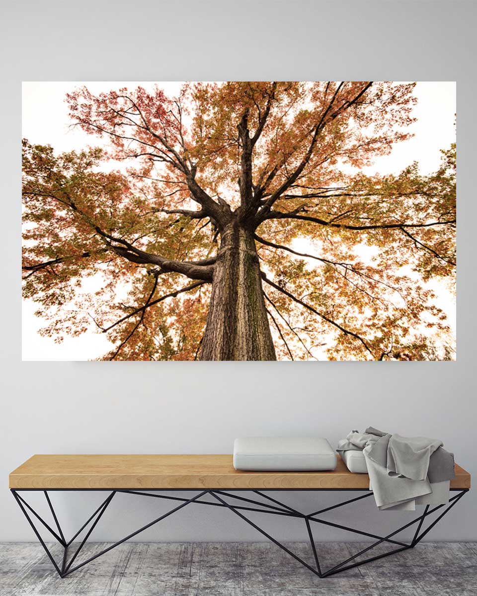 central park autumn tree fine art