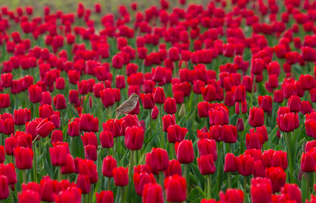 Bird on Tulips in Washington by Mary Parkhill of Mary's Mark Photography.png
