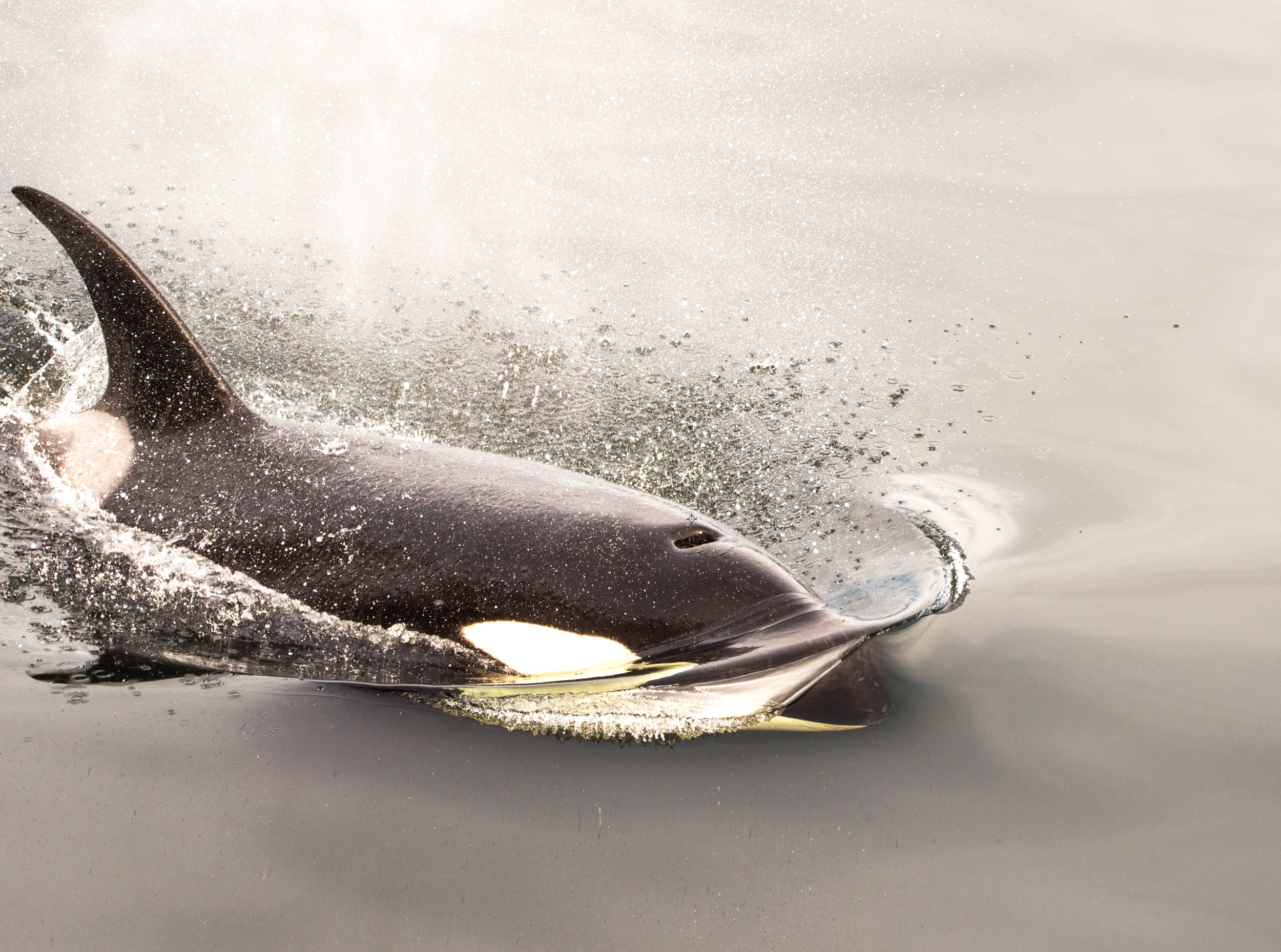 Orca Canvas for Sale Alaska by Mary's Mark Photography.png