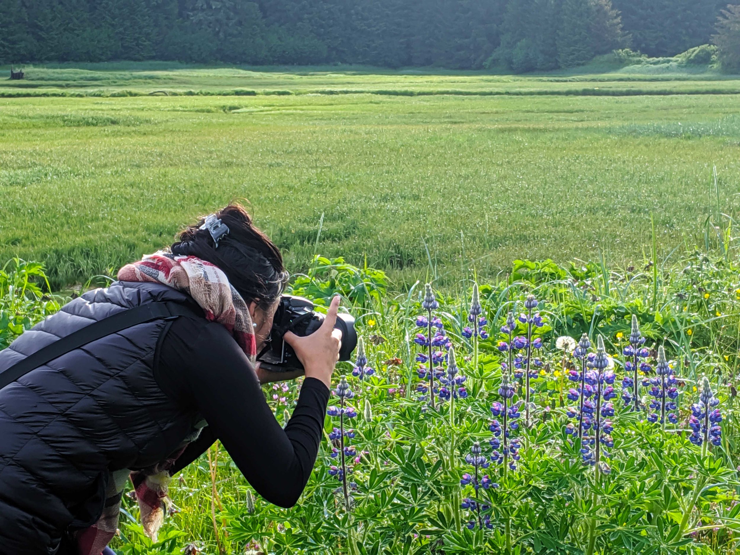 landscape photographer taking photographs of flowers Juneau alaska