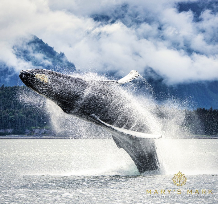 Humpback Whale Breaching in Juneau, Alaska | Wildlife Photography