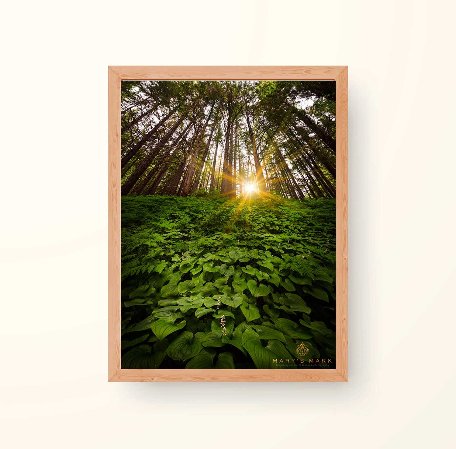 fine-art-photograph-forest-in-alaska.jpg
