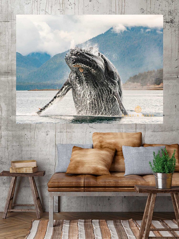 11x14 Photograph of a Humpback whale breaching