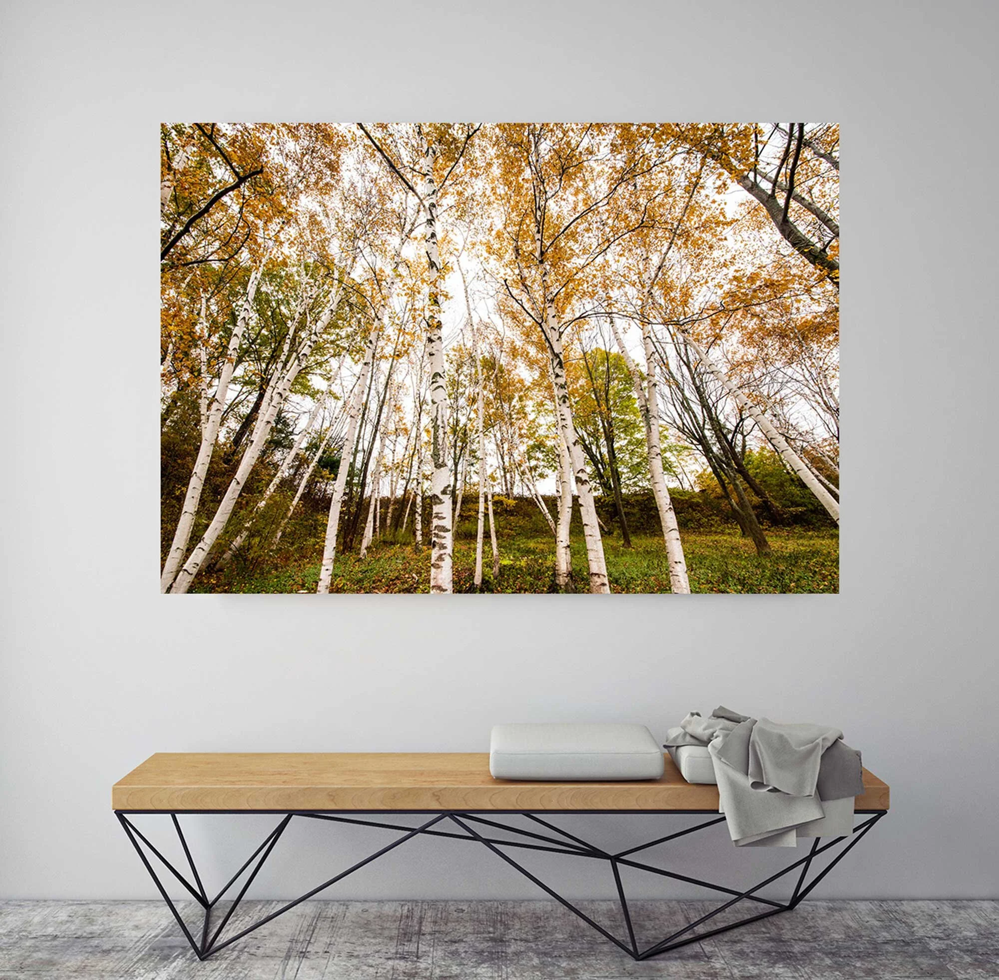 birch-trees-fine-art-photograph-taken-in-maine.jpg