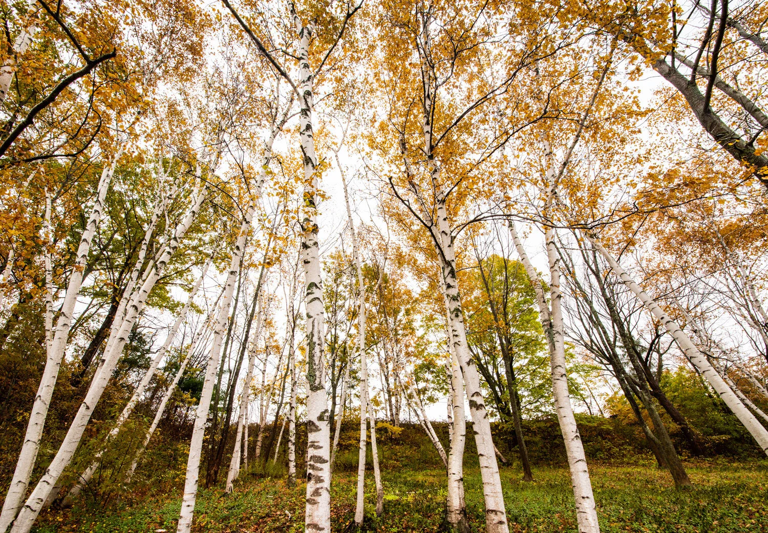 Birch Trees | Photography Print