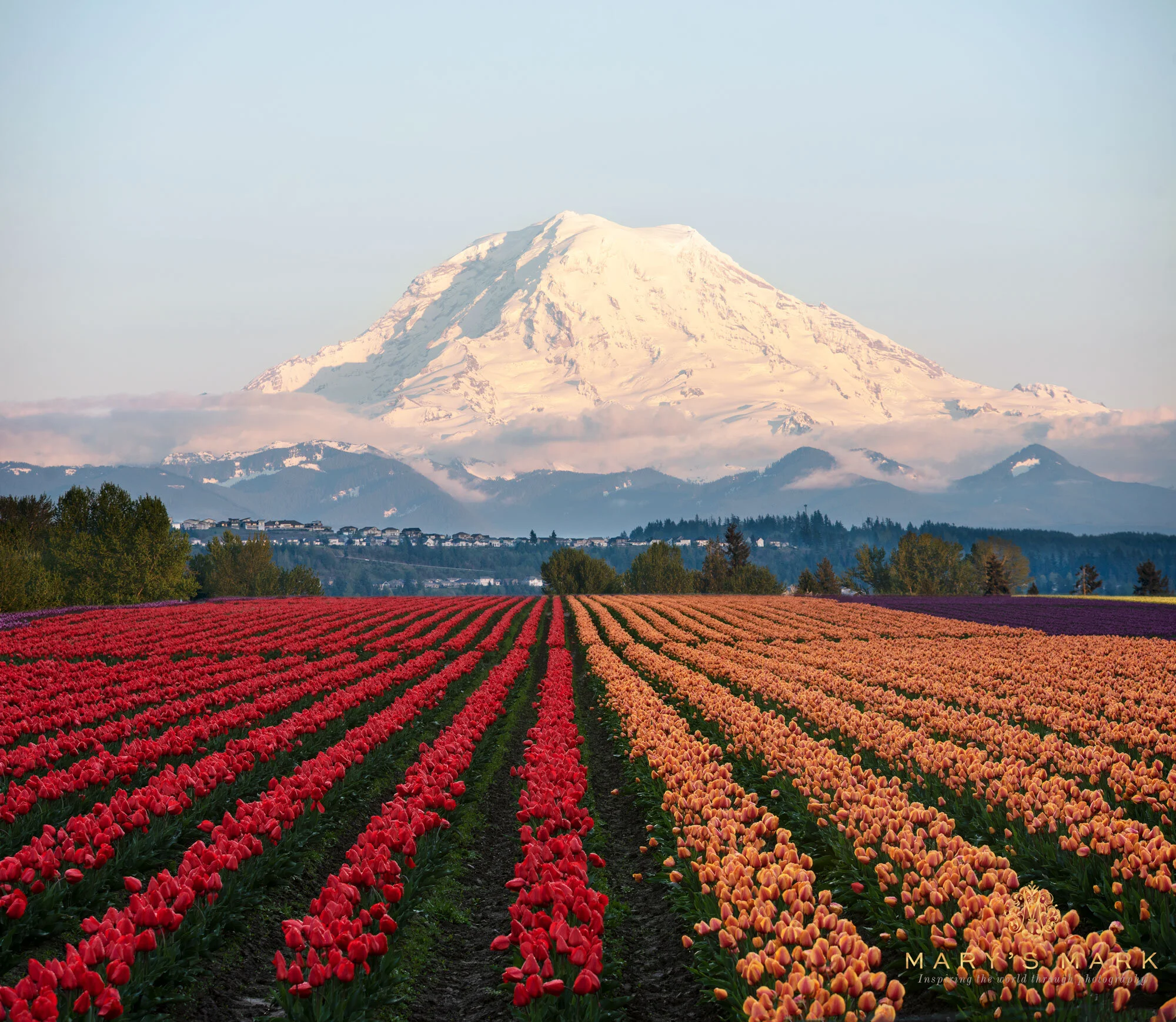 Mount Rainier with Tulips | Photography Print