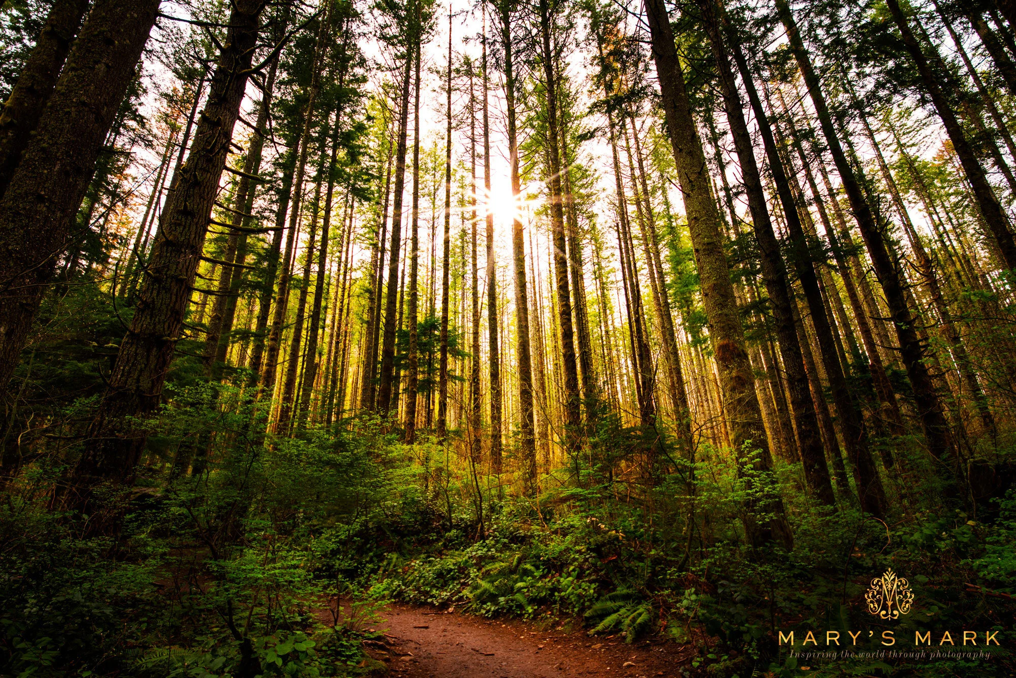 Alaska Forest | Photography Print
