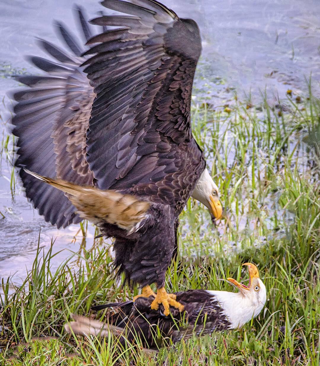 Alaska Eagle Photography | 4 places to photograph eagles in Juneau, Alaska 