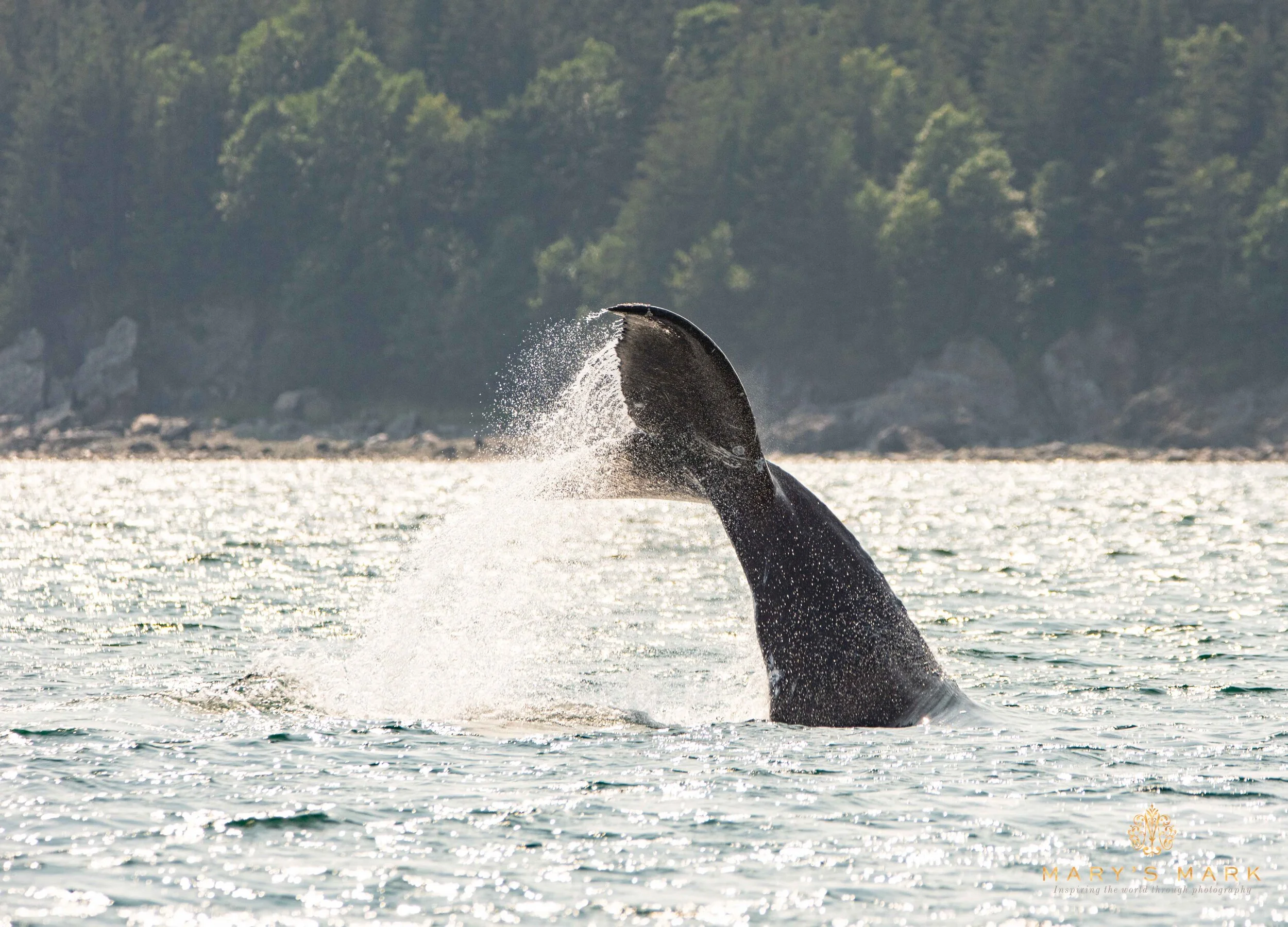 whale-tale-splashing.jpg