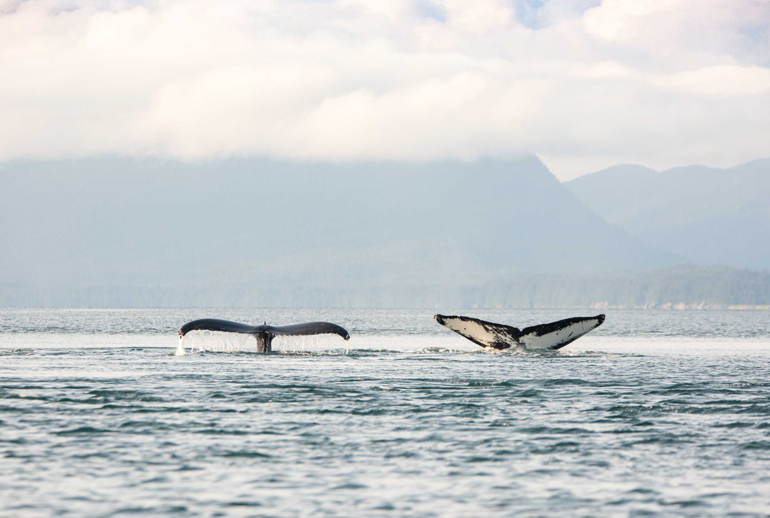 Two Humpback Whale Flukes | Alaska Whale Art