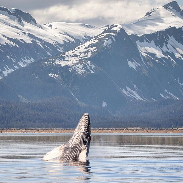 When I saw this humpback whale falling backwards with its pectoral fins held gracefully at its sides, the only thought that crossed my mind: &ldquo;this must be what pure bliss looks like&rdquo;
.
.
.
.
.
.
.
.
.
.
.
.
.
.
.
.
.
.
.
.
.
.
#humpbackwh