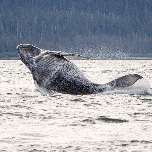 Powerful humpback whale showcasing its head and fluke above the water simultaneously 🐳
.
.
.
.
.
.
.
.
.
.
.
.
.
#whales #humpbackwhale #humpbacks #wildlife #wildlifephotography #wild #wilderness #wildlife_seekers #wildlifeprotection #conservation #