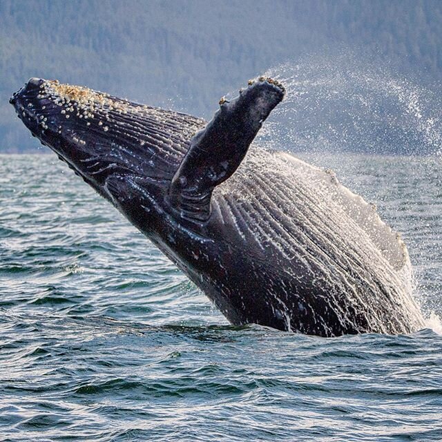 Yesterday&rsquo;s calmer seas and sunshine provided an incredible opportunity to cover more water and see a few whales. This humpback breached twice before returning to its rhythmic breathing pattern 🐳 .
.
.
.
.
.
.
.
.
.
.
.
.
.
.
.
.
#whales #hump