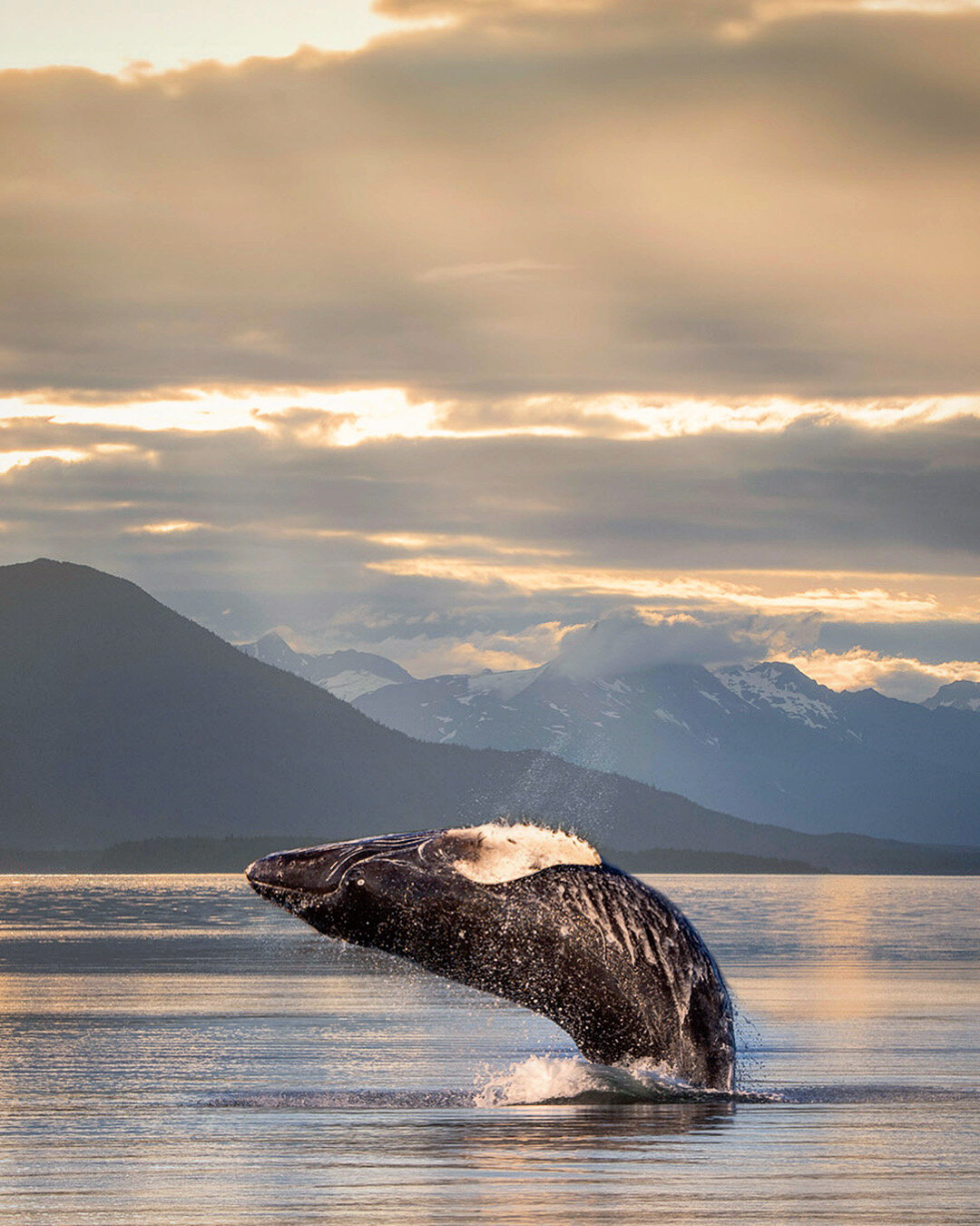 Humpback Whale Breaching with Sunbeams | Photography Print 