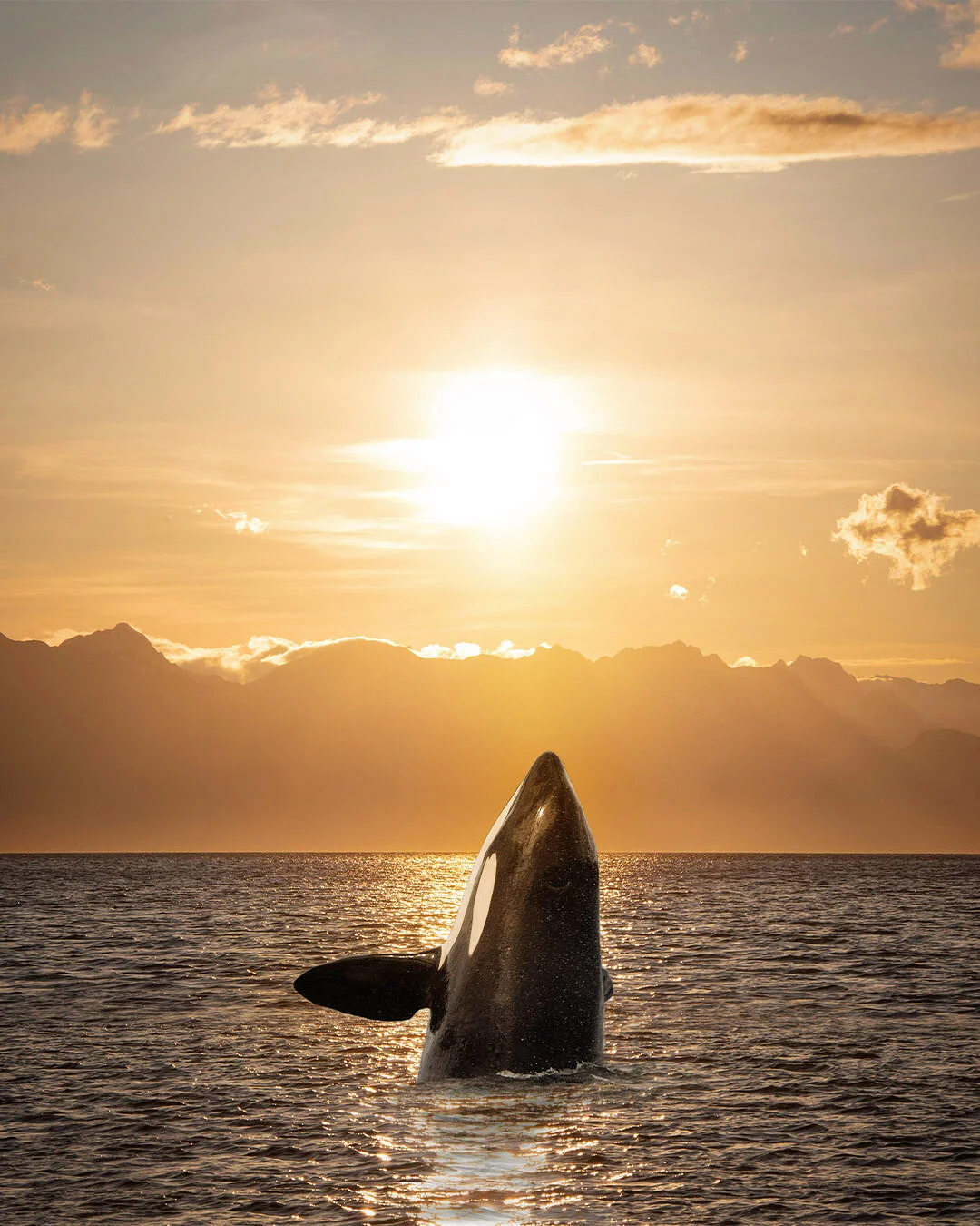Orca Spyhopping During Sunset | Photography Print