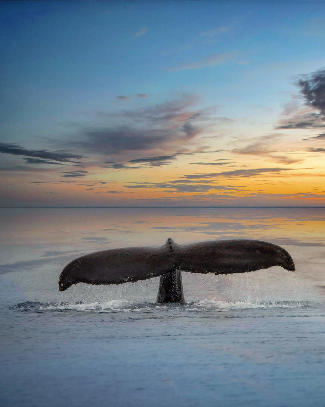 Humpback Whale Fluke During a Soft Sunset | Photography Print 