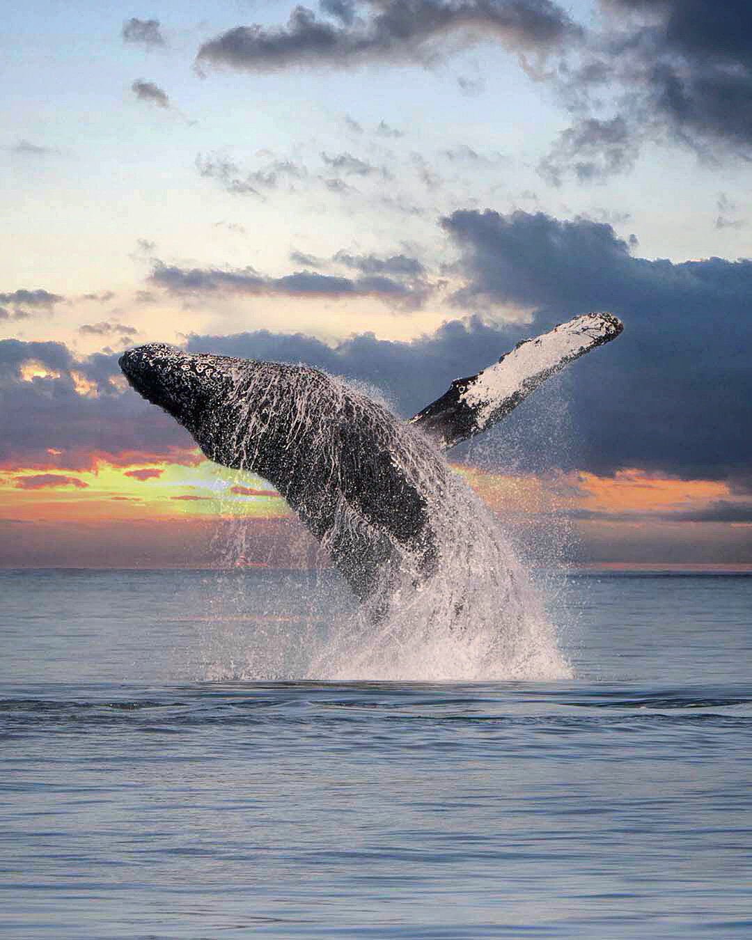 Ocean Spray From Breaching Humpback | Photography Print 