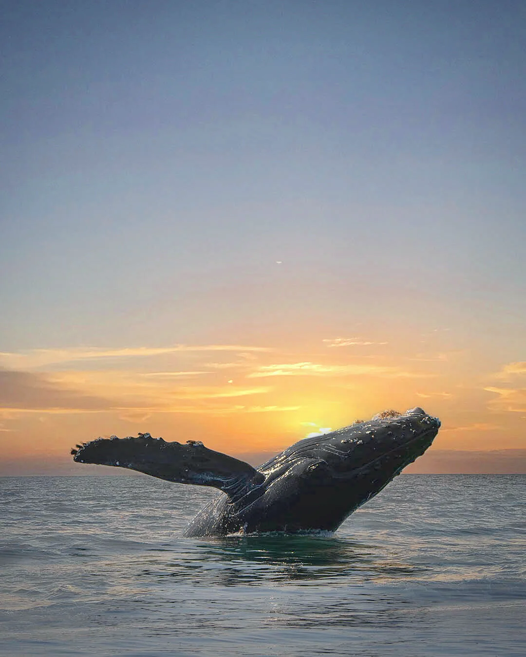 Baby Humpback Whale Breaching During Sunset | Photography Print