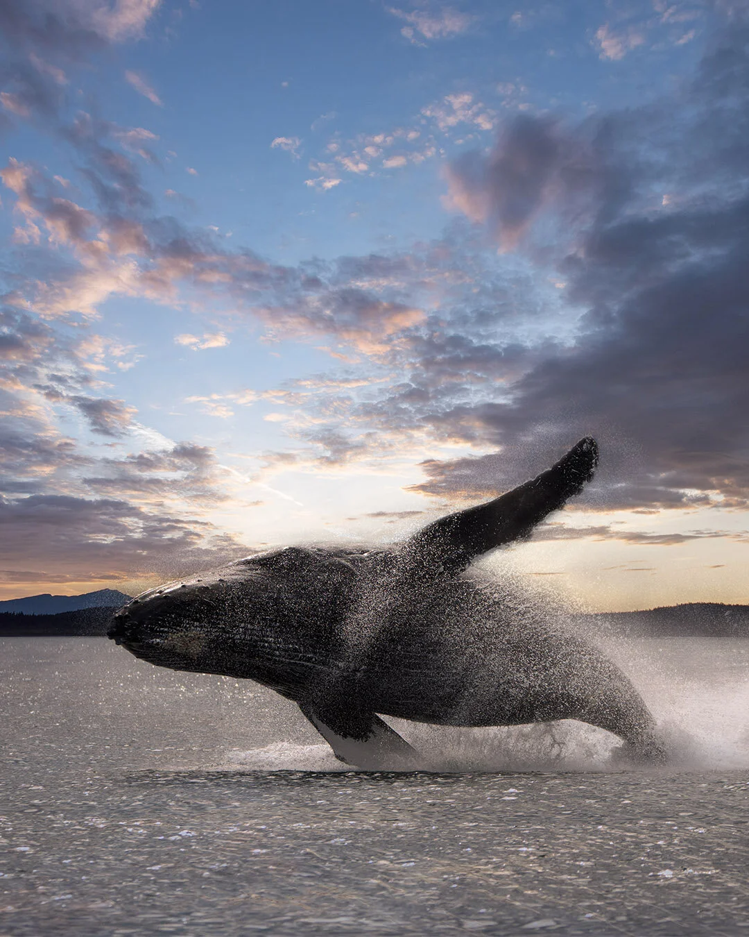 Magnificent Humpback Whale Breach During Sunset | Photography Print