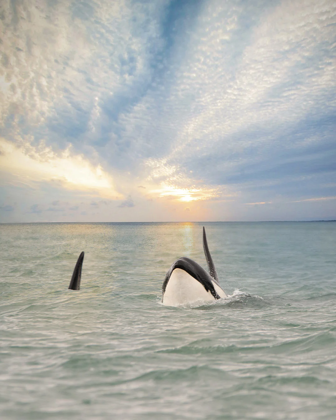 Orca Peaking Above the Ocean | Photography Print