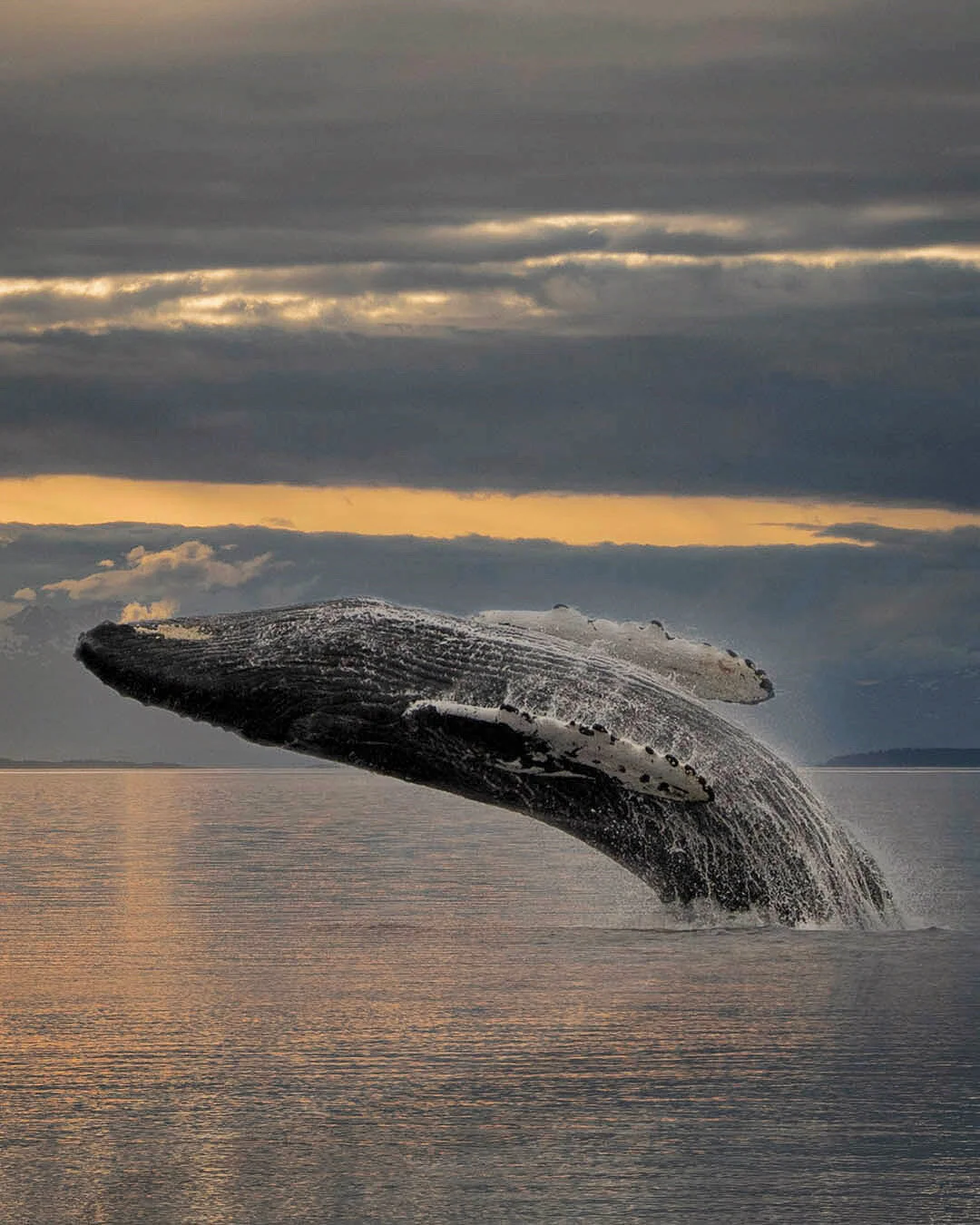 Humpback Whale Breaching in Alaska | Photography Print